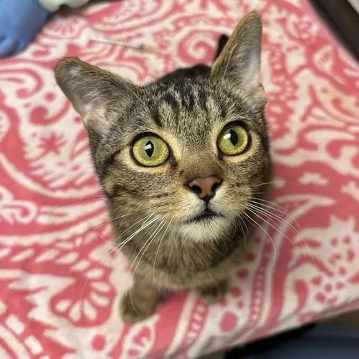 A young medium-sized male Brown / Chocolate Domestic Short Hair cat named Hidalgo for adoption in Tempe, AZ