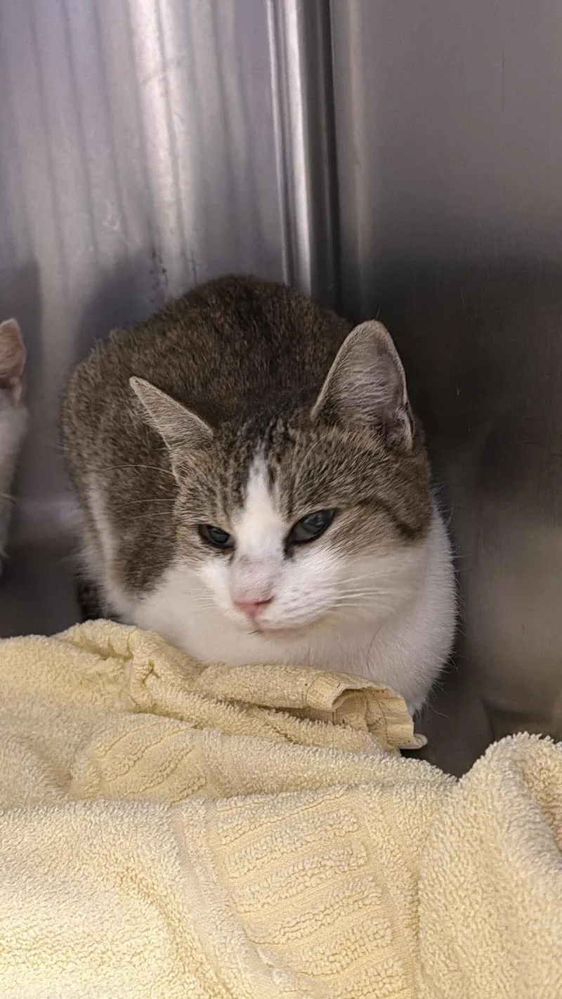 An adult medium-sized female Tabby (Brown / Chocolate) Domestic Short Hair cat named Twix for adoption in Burgaw, NC