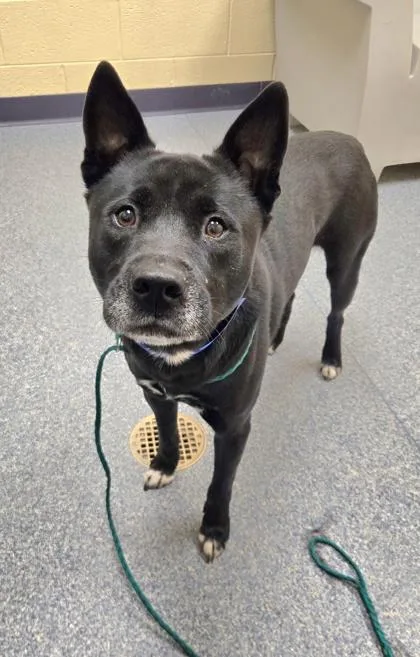 An adult large-sized male Siberian Husky dog named Inspector Gadget for adoption in Westland, MI