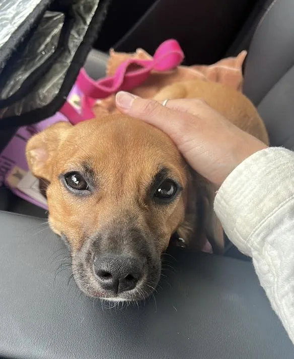 A baby medium-sized female Terrier dog named Cindy for adoption in Candler, NC