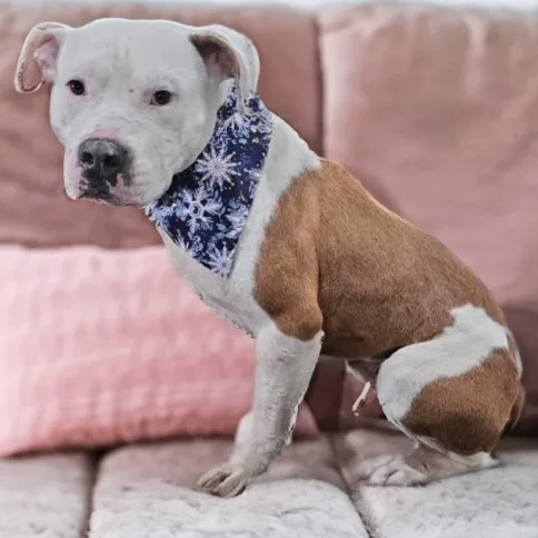 Teller J thumbnail 2