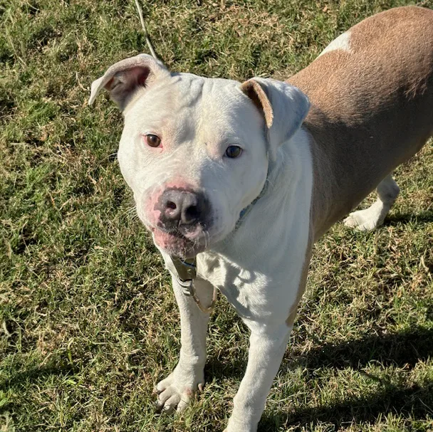 Teller J thumbnail 3