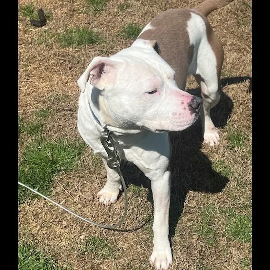 Teller J thumbnail 4