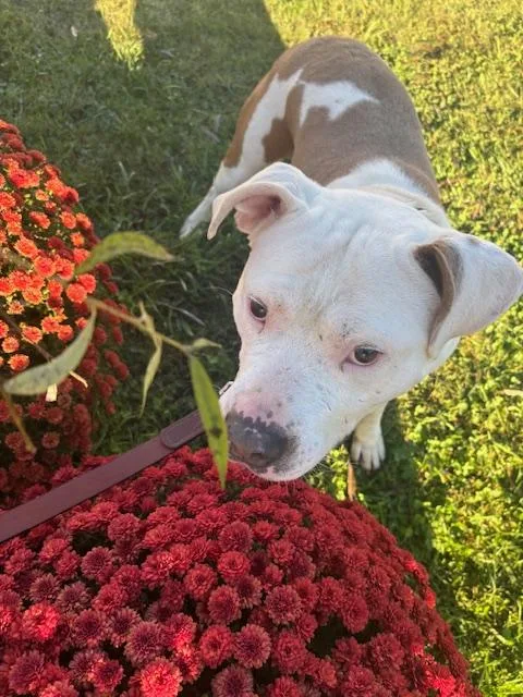 Teller J thumbnail 5