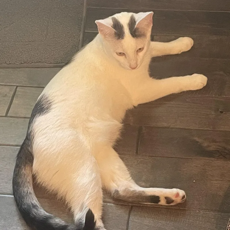 A young small-sized male White American Shorthair cat named Smudge for adoption in Overland Park, KS