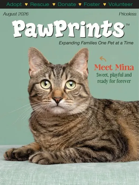 An adult medium-sized female Domestic Short Hair cat named Mina for adoption in Wilmington, NC