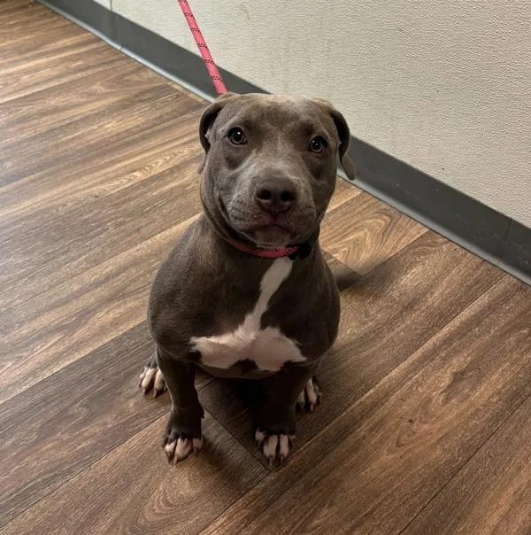 A young medium-sized female Pit Bull Terrier dog named Stella Bella for adoption in San Diego, CA