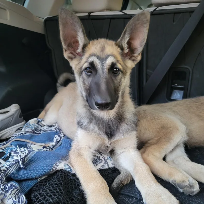 Buttercup thumbnail 2