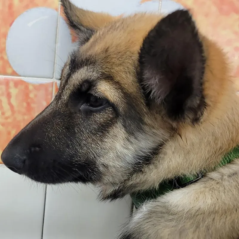 Buttercup thumbnail 3