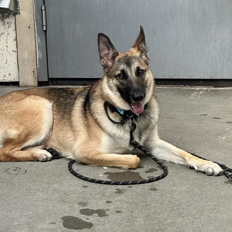 Buttercup thumbnail 4