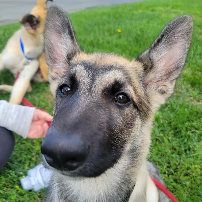 Buttercup thumbnail 5