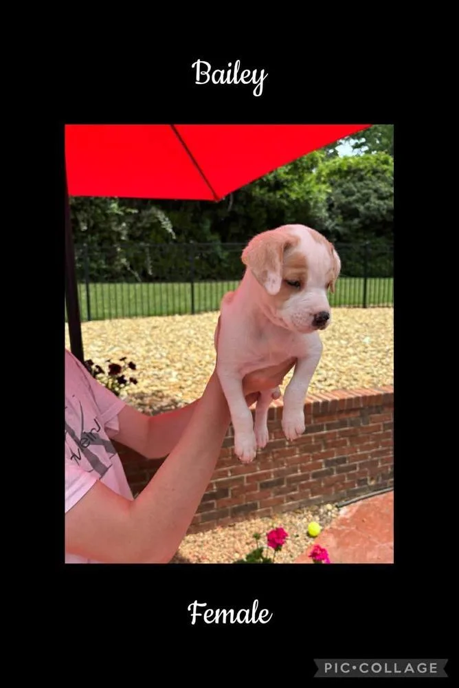 A baby medium-sized female Beagle dog named Bailey for adoption in Willingboro, NJ