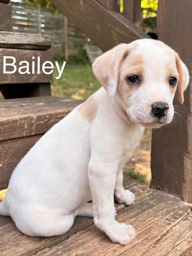 Bailey thumbnail 3
