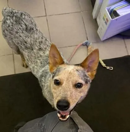 A young medium-sized male Cattle Dog dog named Steve for adoption in Hobart, IN