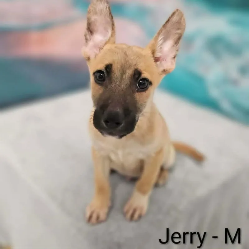 A baby large-sized male Yellow / Tan / Blond / Fawn Shepherd dog named Jerry for adoption in Griswold, CT