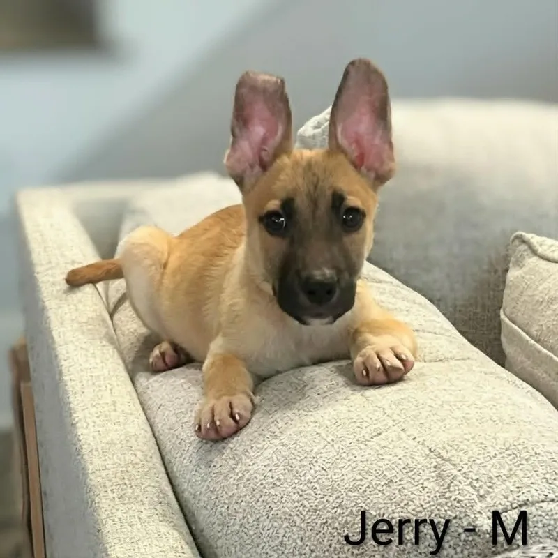 Jerry thumbnail 2