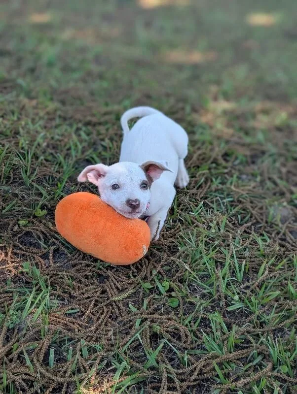 A baby small-sized female White / Cream Feist dog named Lupa for adoption in Aiken, SC