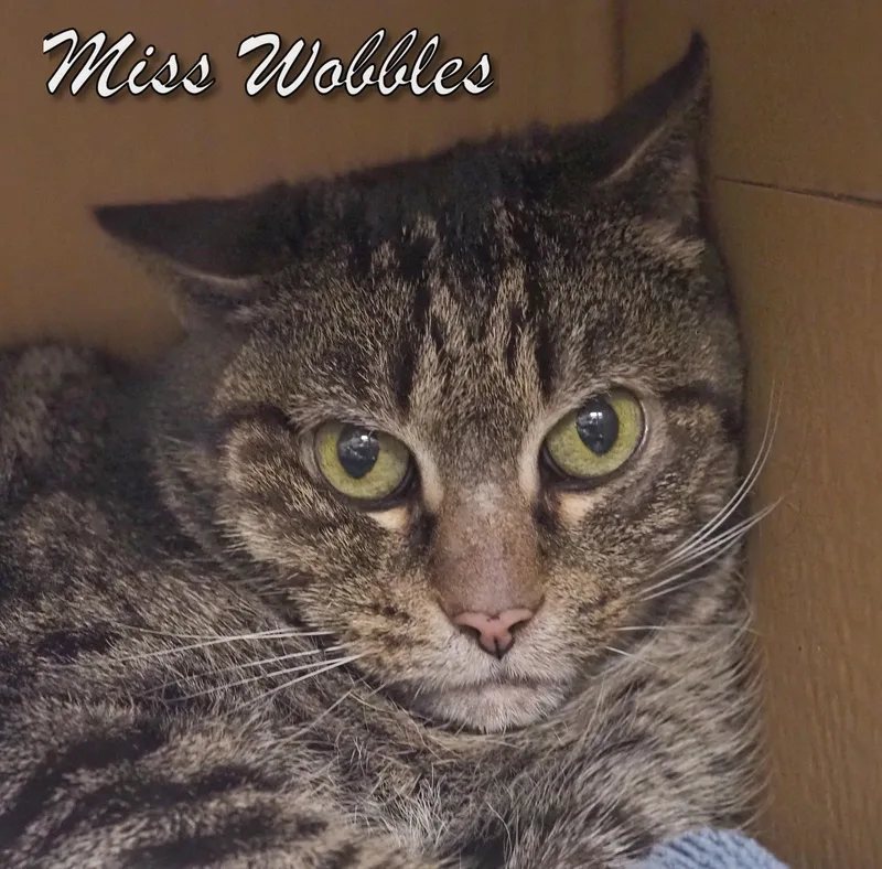 Miss Wobbles thumbnail 2