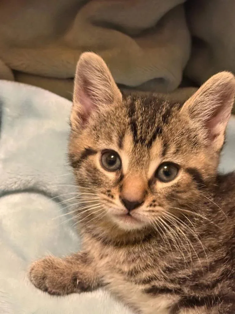 A baby medium-sized female Tabby (Brown / Chocolate) Domestic Short Hair cat named Firefly for adoption in Reynoldsburg, OH