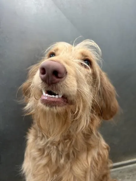 A young large-sized male Labradoodle dog named Boh for adoption in Osage Beach, MO