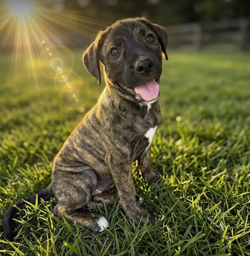 A baby medium-sized female White / Cream Boxer dog named Bella for adoption in Pleasant Valley, NY