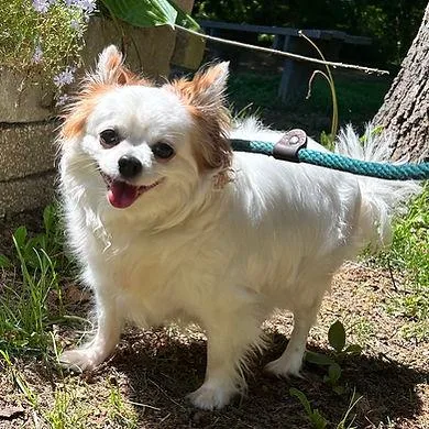 An adult small-sized female Pomeranian dog named Mc Nugget for adoption in Huntington, NY