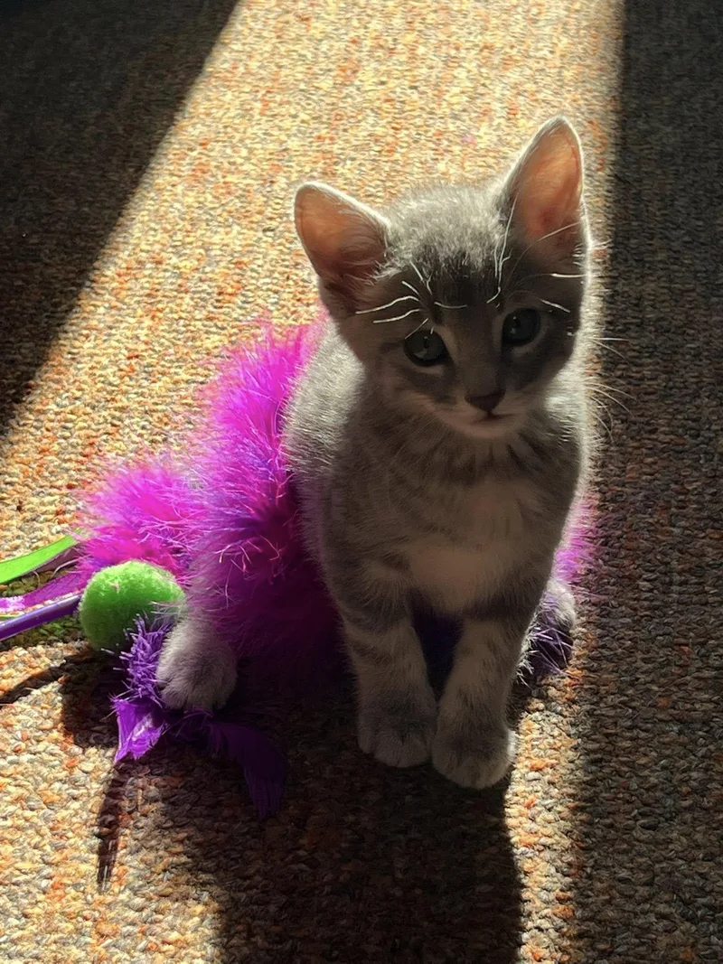 A baby medium-sized female Gray / Blue / Silver Domestic Short Hair cat named Lucky for adoption in Findlay, OH