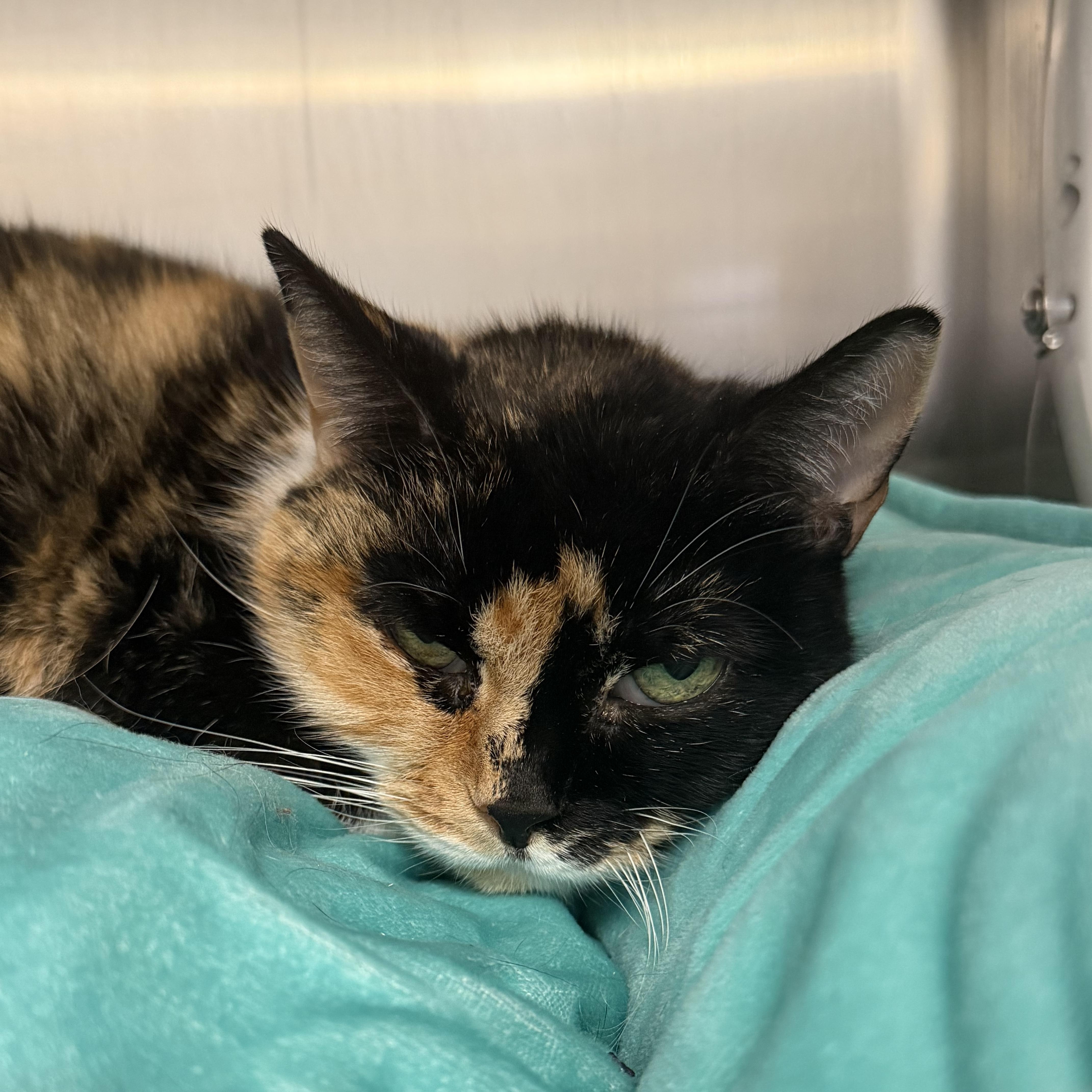 A senior medium-sized female Domestic Short Hair cat named Bows for adoption in Mount Pleasant, MI
