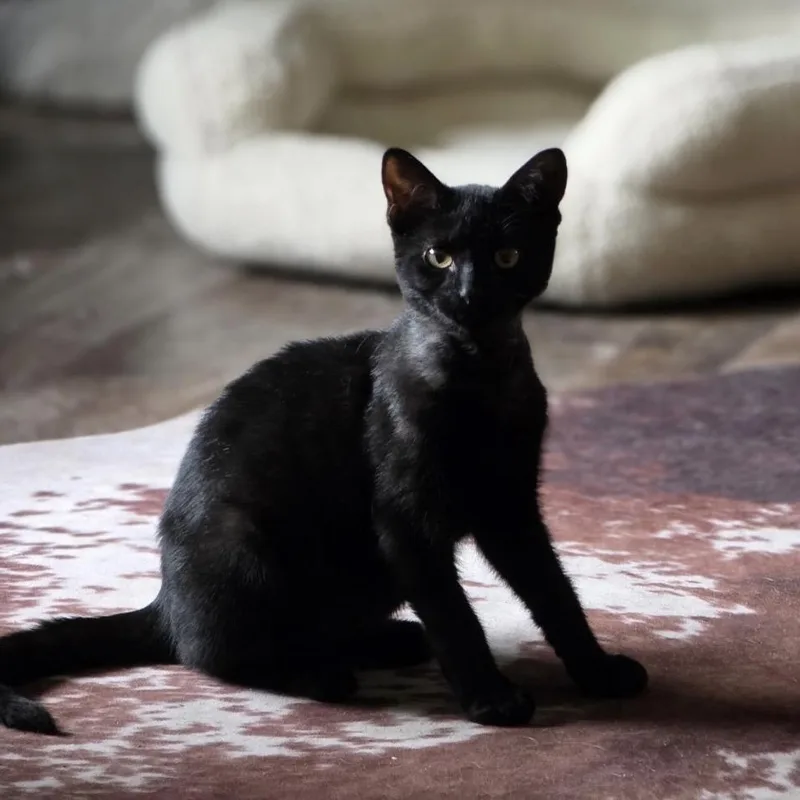 A young medium-sized male Black Bombay cat named Smokey Coal for adoption in Wyandotte, MI