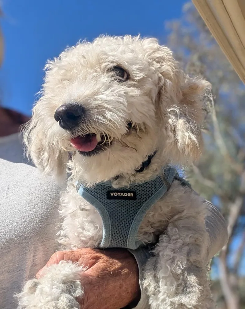 A young small-sized male Standard Poodle dog named Faro for adoption in San Diego, CA