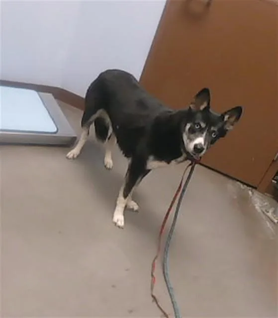 An adult large-sized female Husky dog named Noire for adoption in Phoenix, AZ