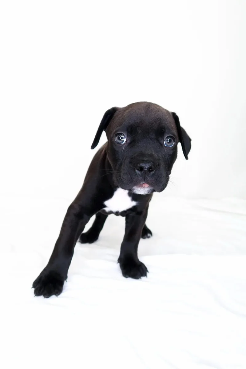 A baby medium-sized male Black Pit Bull Terrier dog named Spanky for adoption in Bixby, OK