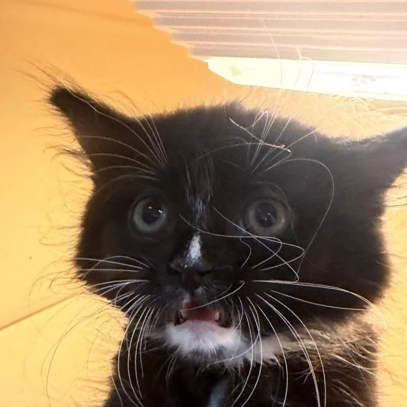 A baby small-sized female Black Domestic Medium Hair cat named Coraline for adoption in Beckley, WV