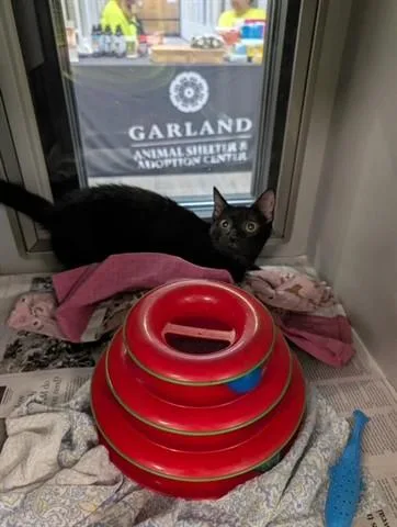 A baby small-sized female Domestic Short Hair cat named Raven for adoption in Garland, TX