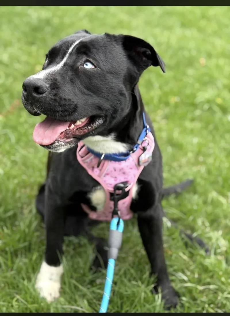 A young large-sized female Pit Bull Terrier dog named Jewel for adoption in Philadelphia, PA