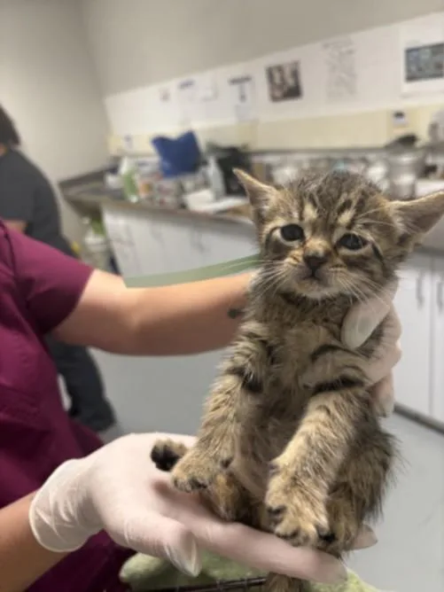 A baby small-sized male Domestic Short Hair cat named Geo for adoption in Chatsworth, CA