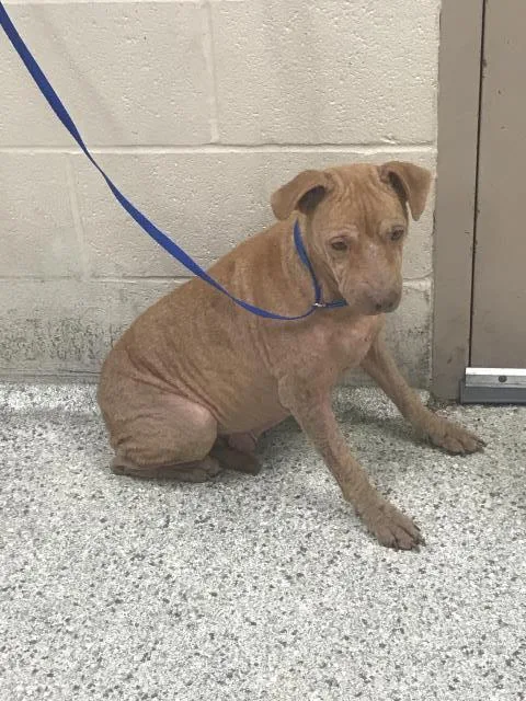 An adult medium-sized female Pit Bull Terrier dog named Tundra for adoption in Conroe, TX