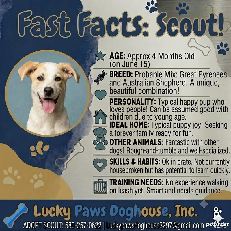 Scout