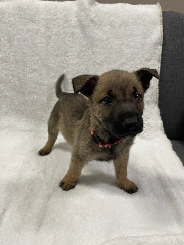 A baby small-sized male Belgian Shepherd / Malinois dog named Hallowed Harvest Cushaw for adoption in Imlay City, MI