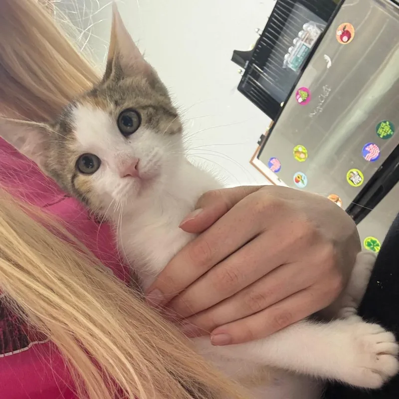 A baby small-sized female Calico Domestic Short Hair cat named Foxy for adoption in Wappingers Falls, NY