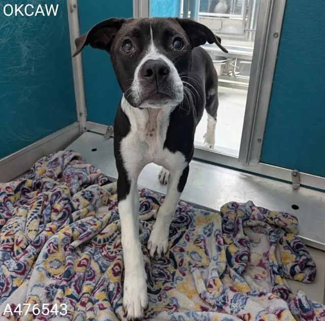 A baby small-sized male Pit Bull Terrier dog named Oreo for adoption in Oklahoma City, OK