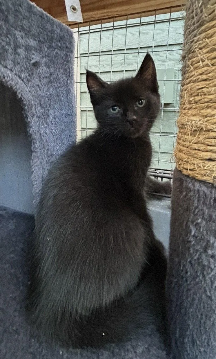 A baby medium-sized male Black Domestic Short Hair cat named Pacha for adoption in Tacoma, WA