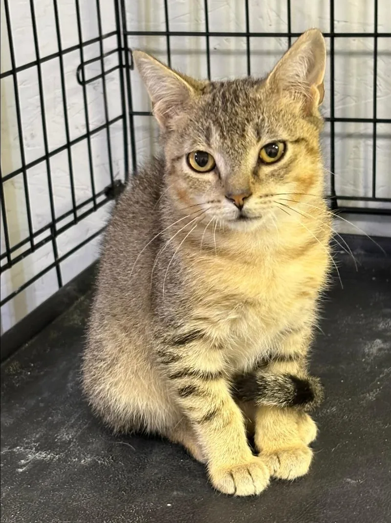 A baby medium-sized male Tabby (Brown / Chocolate) Domestic Short Hair cat named Huckleberry for adoption in Lincoln, NE