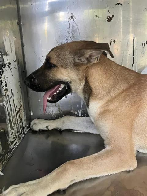 A young large-sized male Mixed Breed dog named Borger for adoption in Dallas, TX
