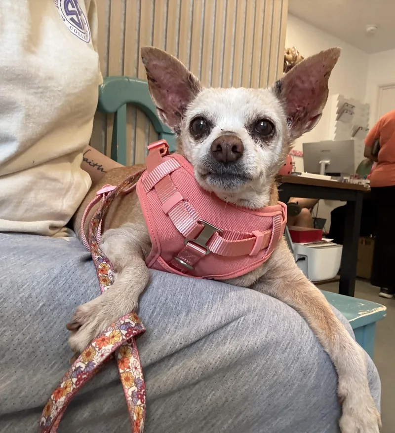 A senior small-sized female Chihuahua dog named Paris for adoption in San Antonio, TX