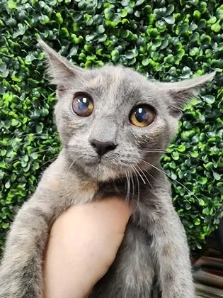 A baby small-sized female Domestic Short Hair cat named Connie $ Inside only; for adoption in Seneca, SC