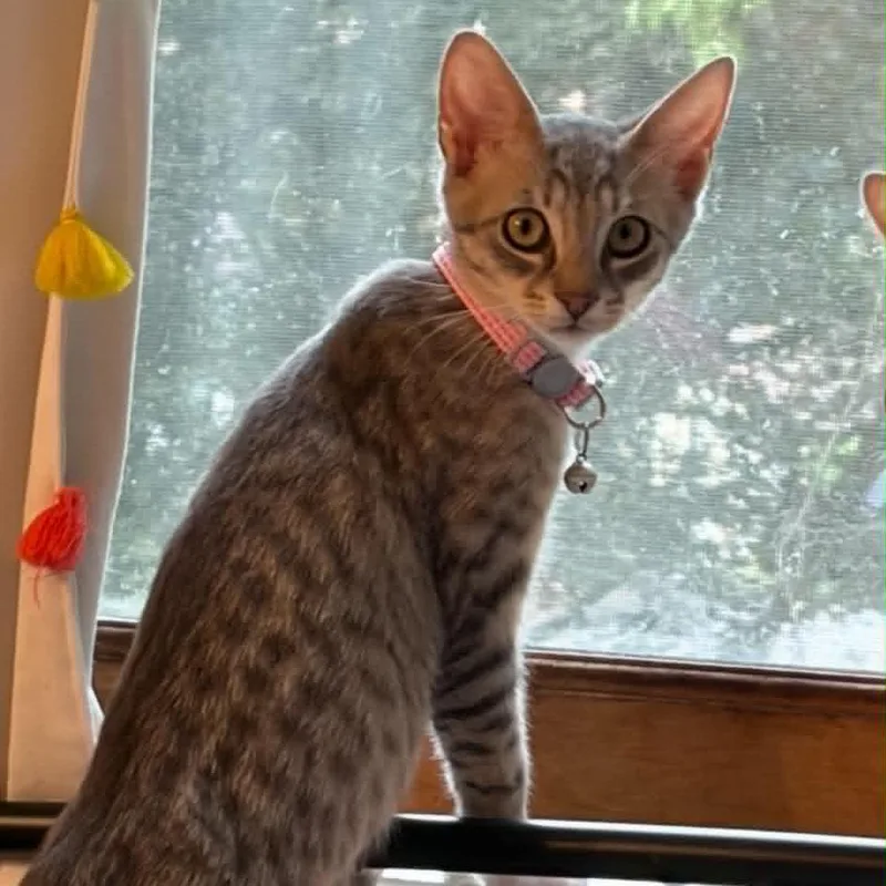 Willow the gray girl thumbnail 2