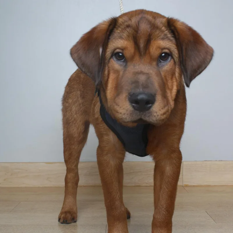 A baby large-sized male Red / Chestnut / Orange American Bulldog dog named Rambo D for adoption in Minnetonka, MN