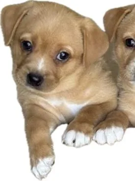 A baby small-sized female Apricot / Beige Corgi dog named Linda for adoption in Ewing, NJ