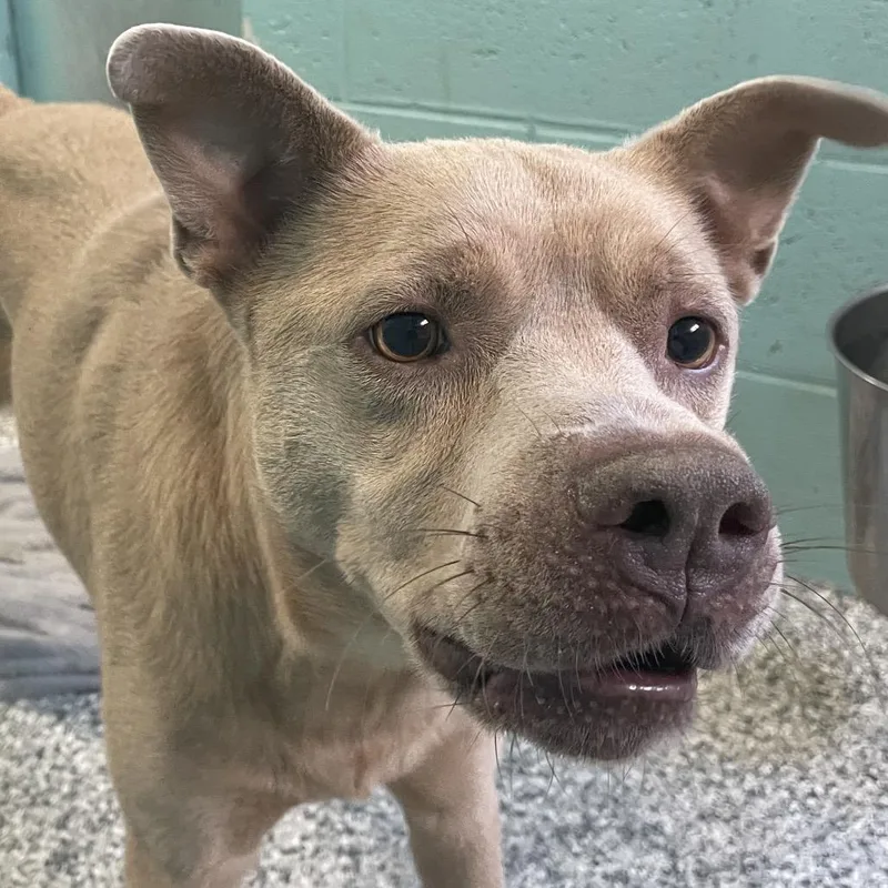 An adult medium-sized male Yellow / Tan / Blond / Fawn Mixed Breed dog named Rodney for adoption in Port Charlotte, FL